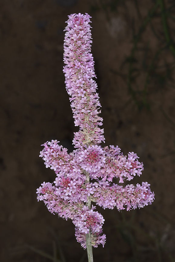 Psylliostachys suworowii Uzbekistan, SE of Samarkand Geotagged,Psylliostachys suworowii,Spring,Uzbekistan