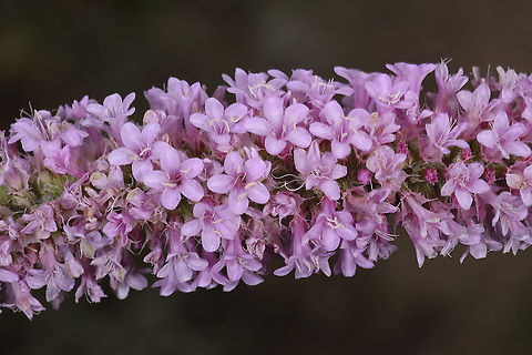 Psylliostachys suworowii