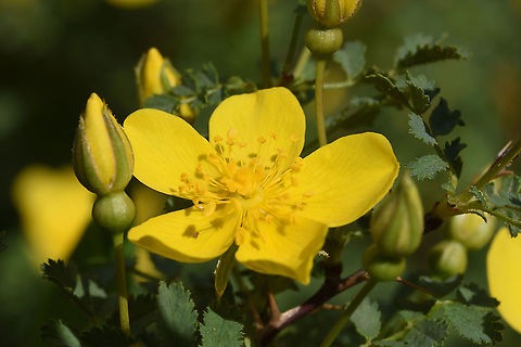 Rosa ecae Tajikistan, Karatag Geotagged,Rosa caesia,Rosa ecae,Spring,Tajikistan