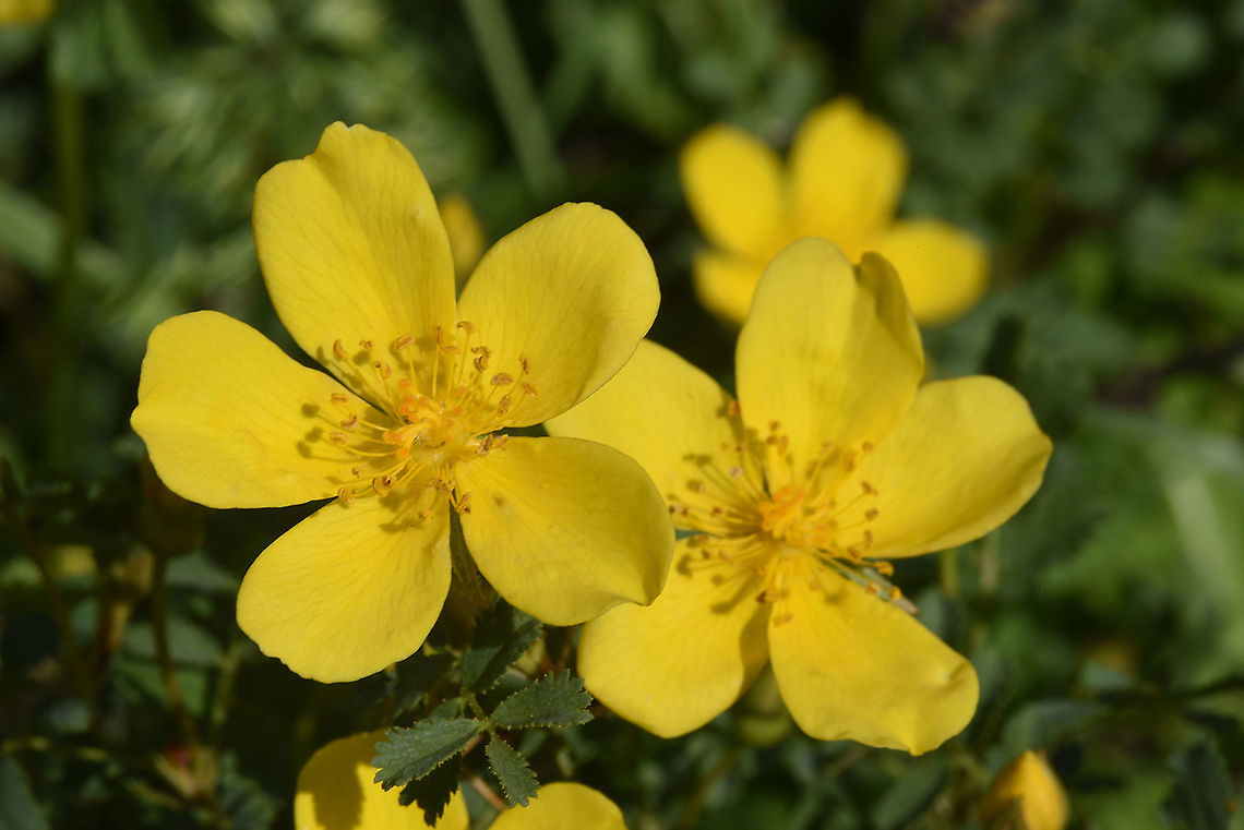 Rosa ecae Tajikistan, Karatag Geotagged,Rosa caesia,Rosa ecae,Spring,Tajikistan
