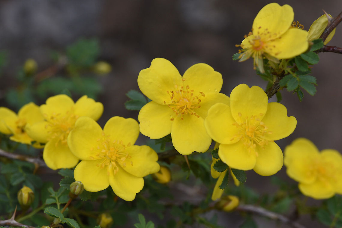 Rosa ecae Tajikistan, Nurek Geotagged,Rosa caesia,Rosa ecae,Spring,Tajikistan