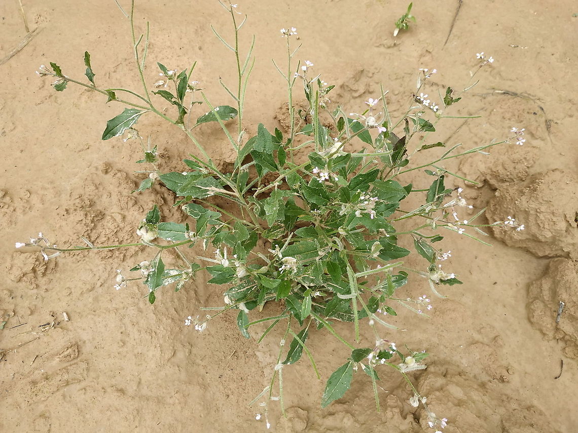 Strigosella africana  Geotagged,Spring,Strigosella africana,Uzbekistan