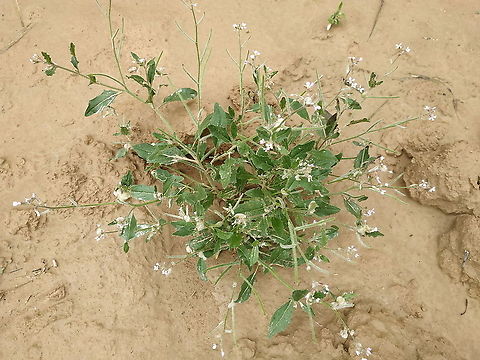 Strigosella africana