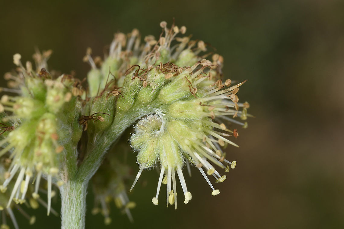 Solenanthus circinnatus Tajikistan, Karatag Geotagged,Solenanthus circinnatus,Spring,Tajikistan