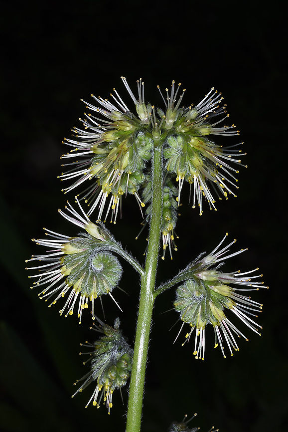 Solenanthus circinnatus Tajikiatan, Deamalik Geotagged,Solenanthus circinnatus,Spring,Tajikistan