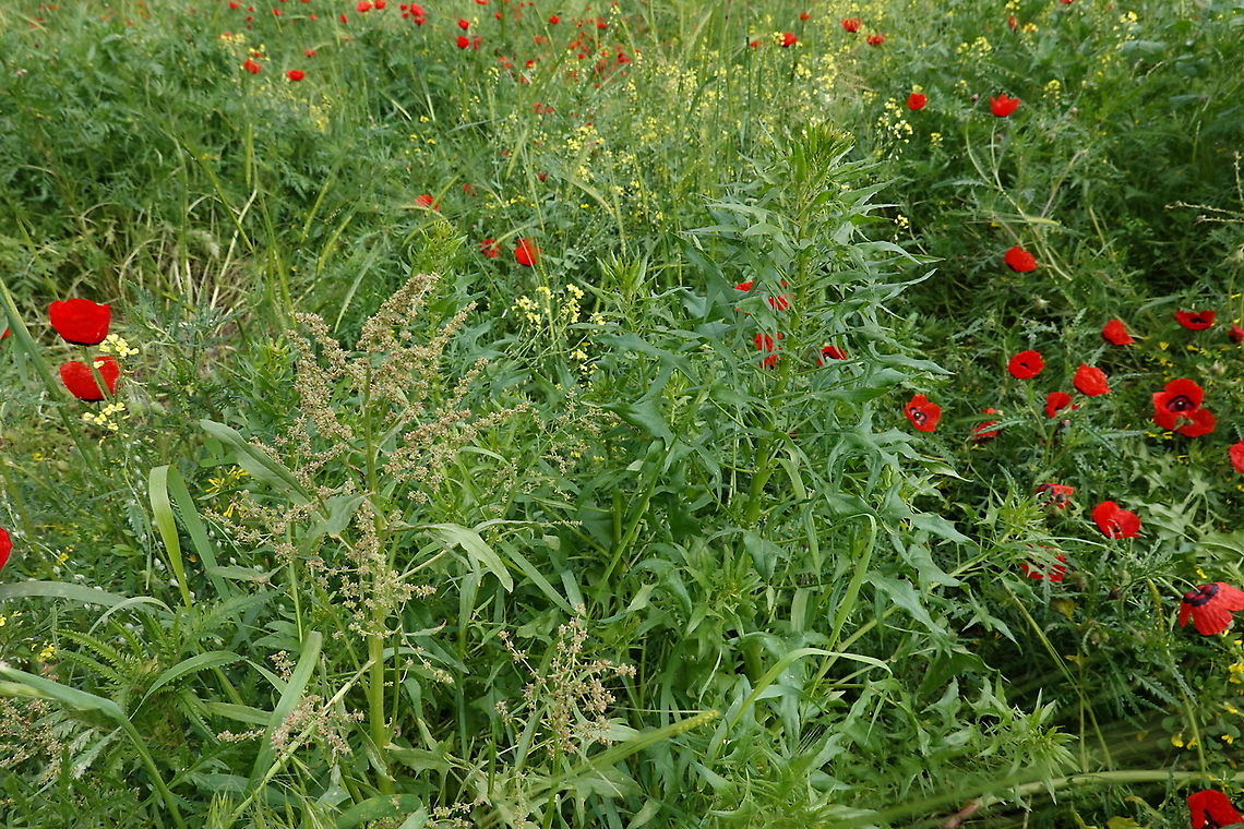 Spinacia turkestanica Uzbekistan, Samarkand Geotagged,Spinacia turkestanica,Spring,Uzbekistan