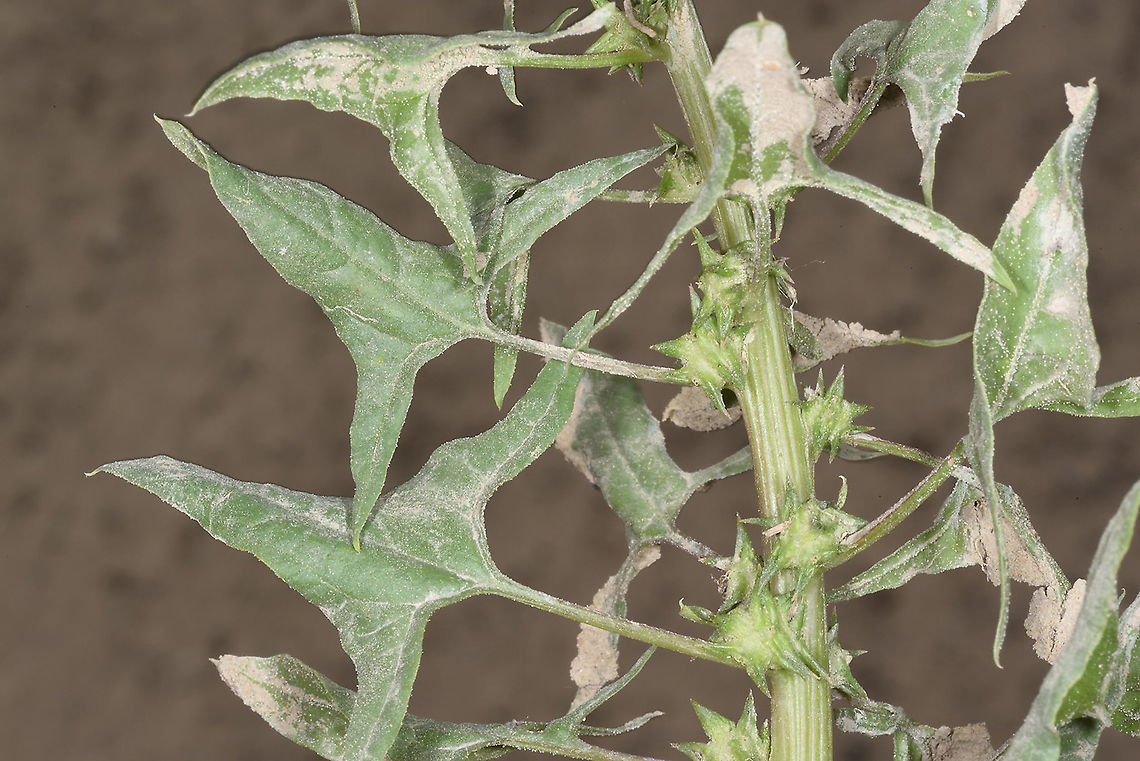 Spinacia turkestanica Uzbekistan, SE of Samarkand Geotagged,Spinacia turkestanica,Spring,Uzbekistan