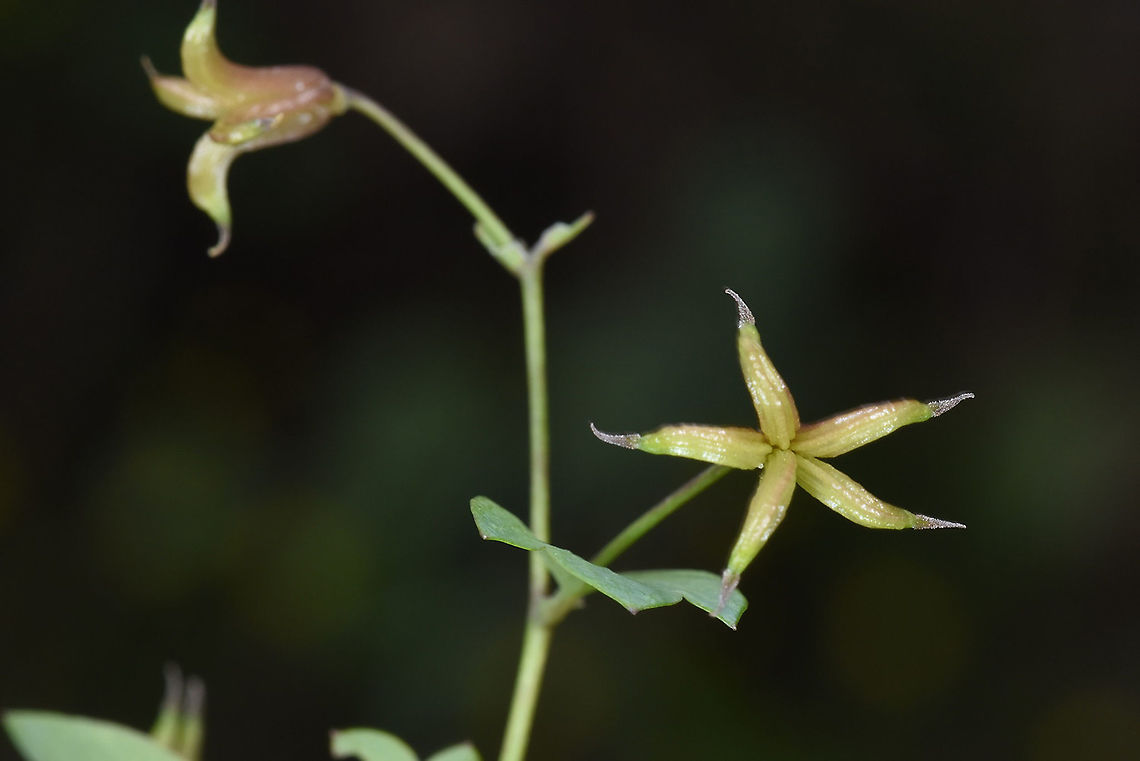 Thalictrum sultanabadense Tajikistan, Anzob Pass Geotagged,Spring,Tajikistan,Thalictrum sultanabadense
