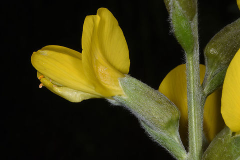 Thermopsis dolichocarpa Tajikiatan, Anzob Pass - Varzob Gorge Geotagged,Spring,Tajikistan,Thermopsis dolichocarpa