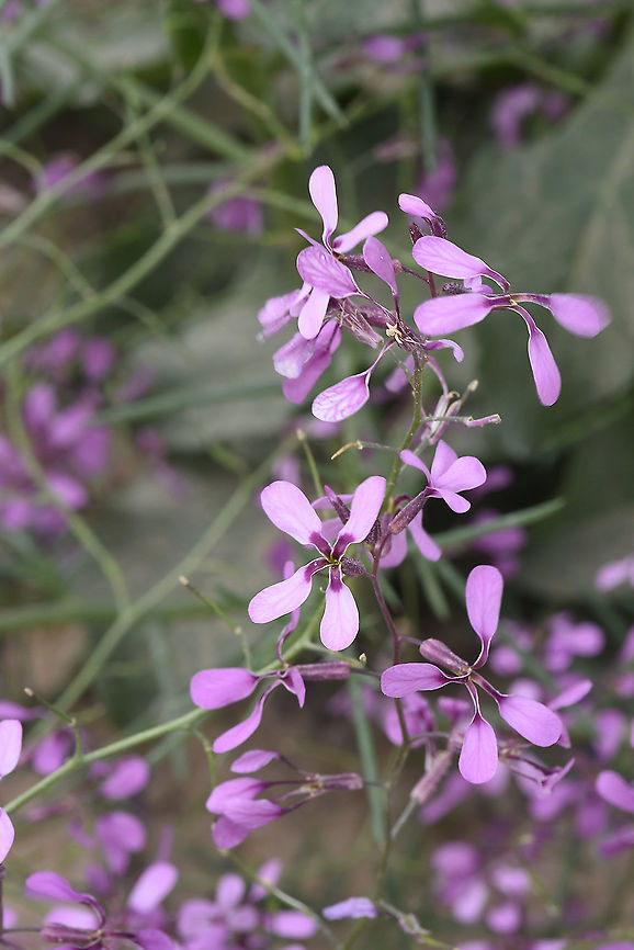 Strigosella trichocarpa Uzbekistan, SE of Samarkand Geotagged,Spring,Strigosella trichocarpa,Uzbekistan