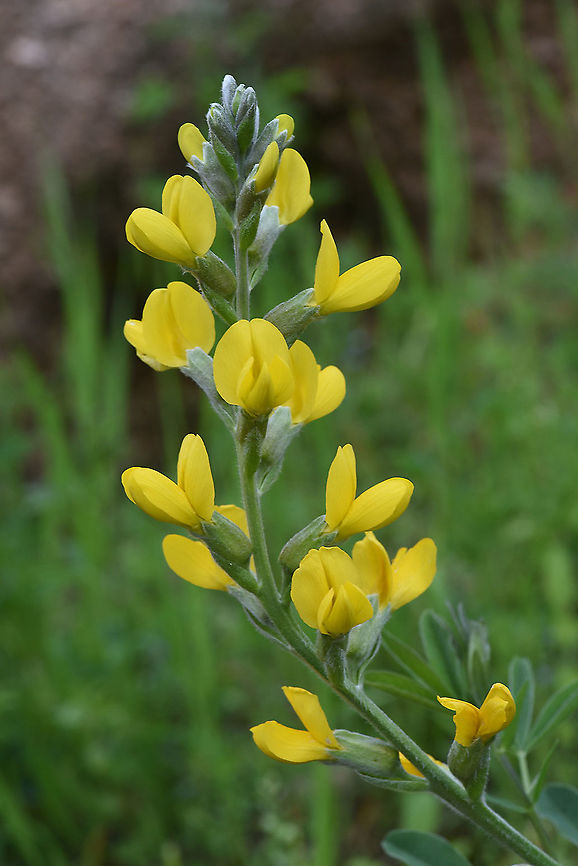 Thermopsis dolichocarpa Tajikiatan, Anzob Pass - Varzob Gorge Geotagged,Spring,Tajikistan,Thermopsis dolichocarpa