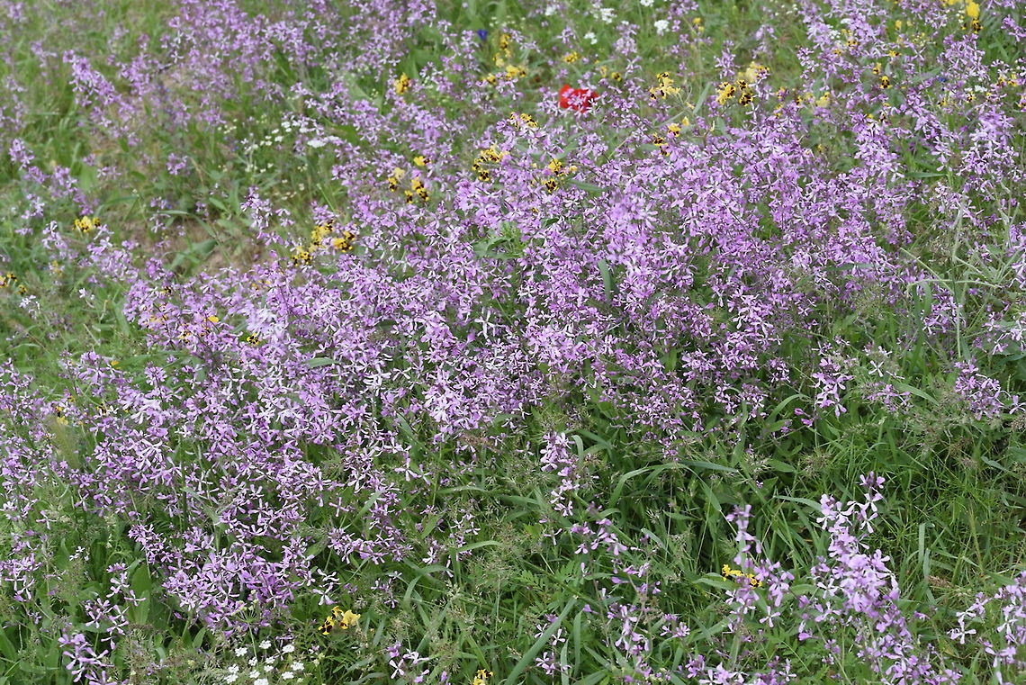 Strigosella turkestanica Uzbekistan, SE of Samarkand Geotagged,Spring,Strigosella turkestanica,Uzbekistan