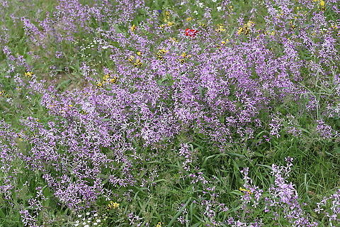 Strigosella turkestanica