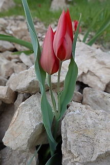 Tulipa praestans Tajikistan, Nurek Geotagged,Spring,Tajikistan,Tulipa praestans