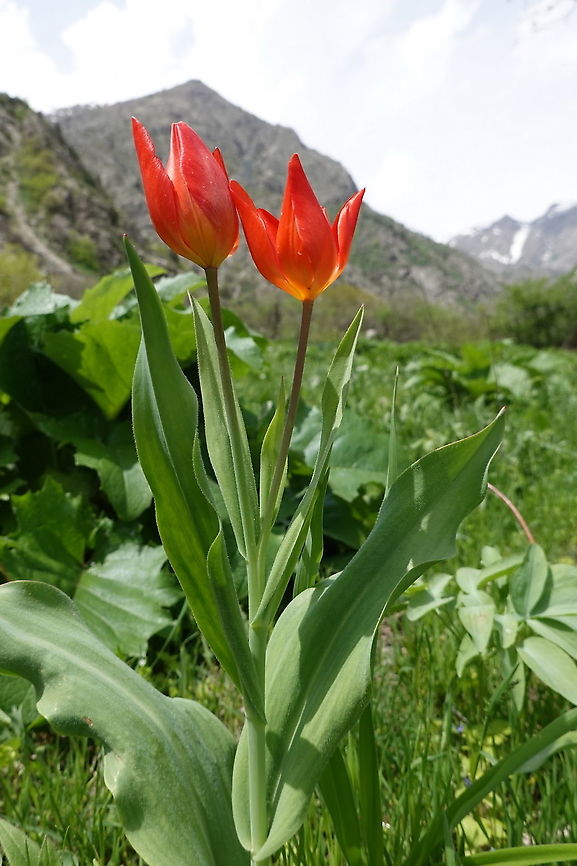 Tulipa praestans Tajikiatan, Anzob Pass Geotagged,Spring,Tajikistan,Tulipa praestans