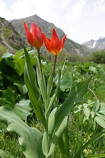 Tulipa praestans Tajikiatan, Anzob Pass Geotagged,Spring,Tajikistan,Tulipa praestans