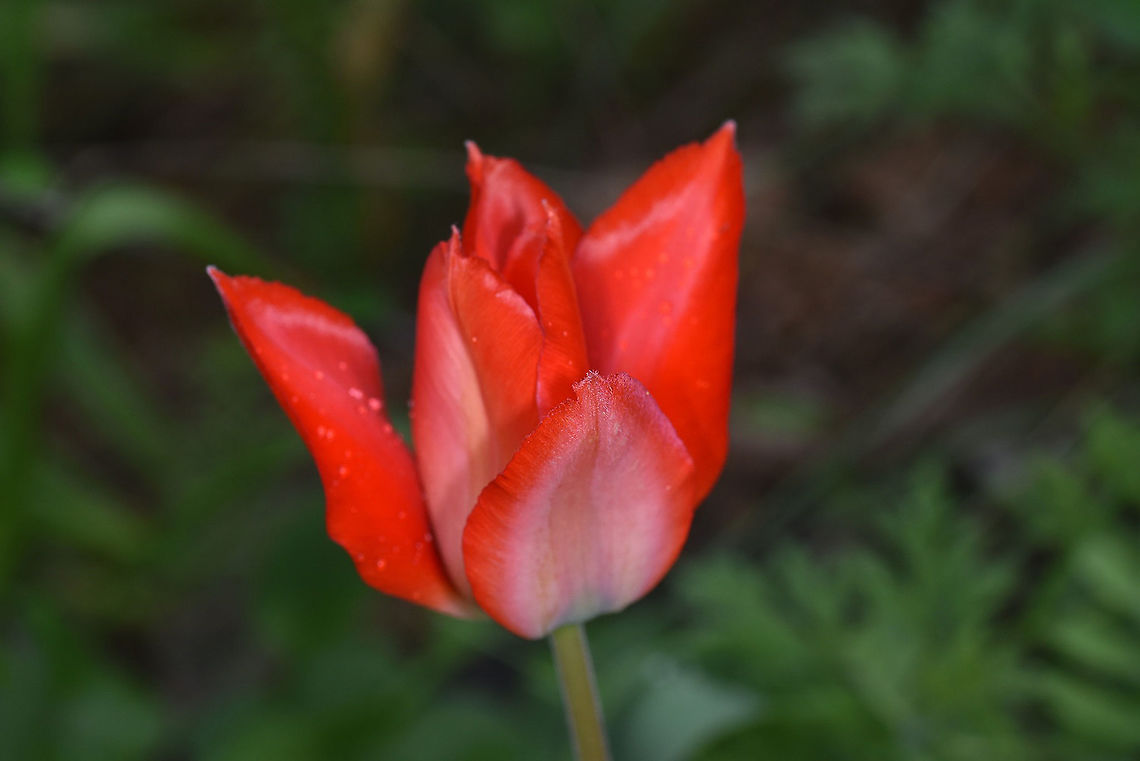 Tulipa maximowiczii Tajikistan, Karatag Geotagged,Spring,Tajikistan,Tulipa linifolia