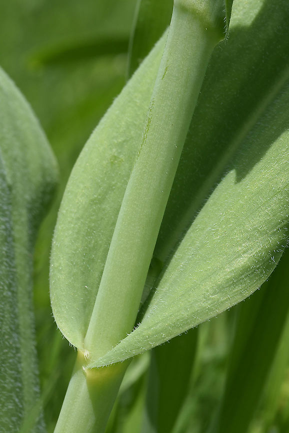 Tulipa praestans Tajikistan, Anzob Pass Geotagged,Spring,Tajikistan,Tulipa praestans