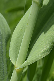 Tulipa praestans Tajikistan, Anzob Pass Geotagged,Spring,Tajikistan,Tulipa praestans