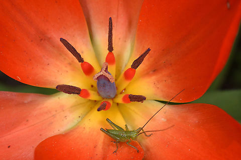 Tulipa praestans Tajikistan, Anzob Pass Geotagged,Spring,Tajikistan,Tulipa praestans