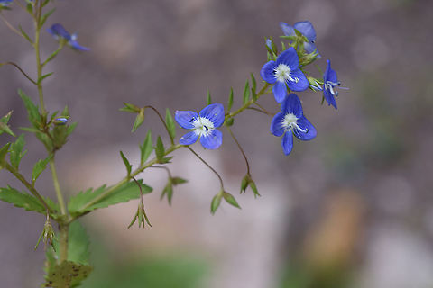 Veronica campylopoda Tajikistan, Karatag Geotagged,Spring,Tajikistan,Veronica campylopoda