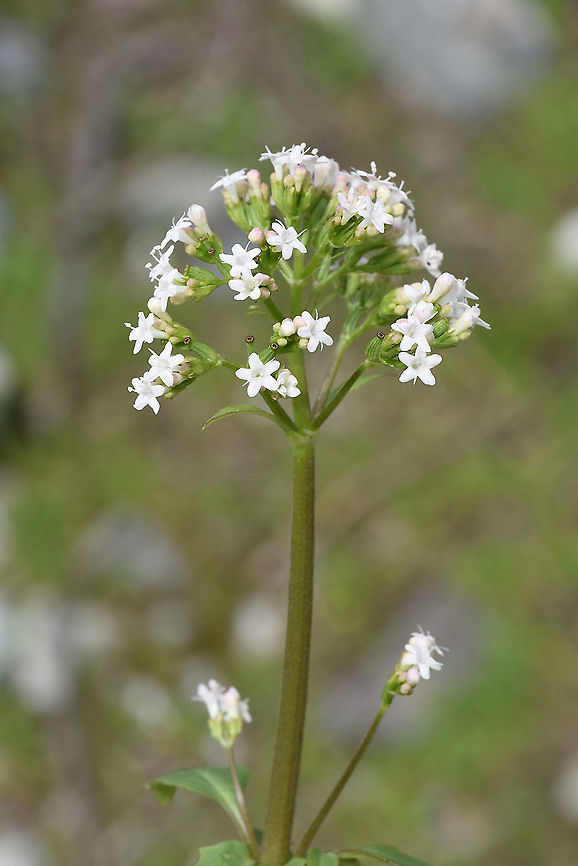 Valeriana fedtschenkoi Tajikistan, Anzob Pass Geotagged,Spring,Tajikistan,Valeriana fedtschenkoi