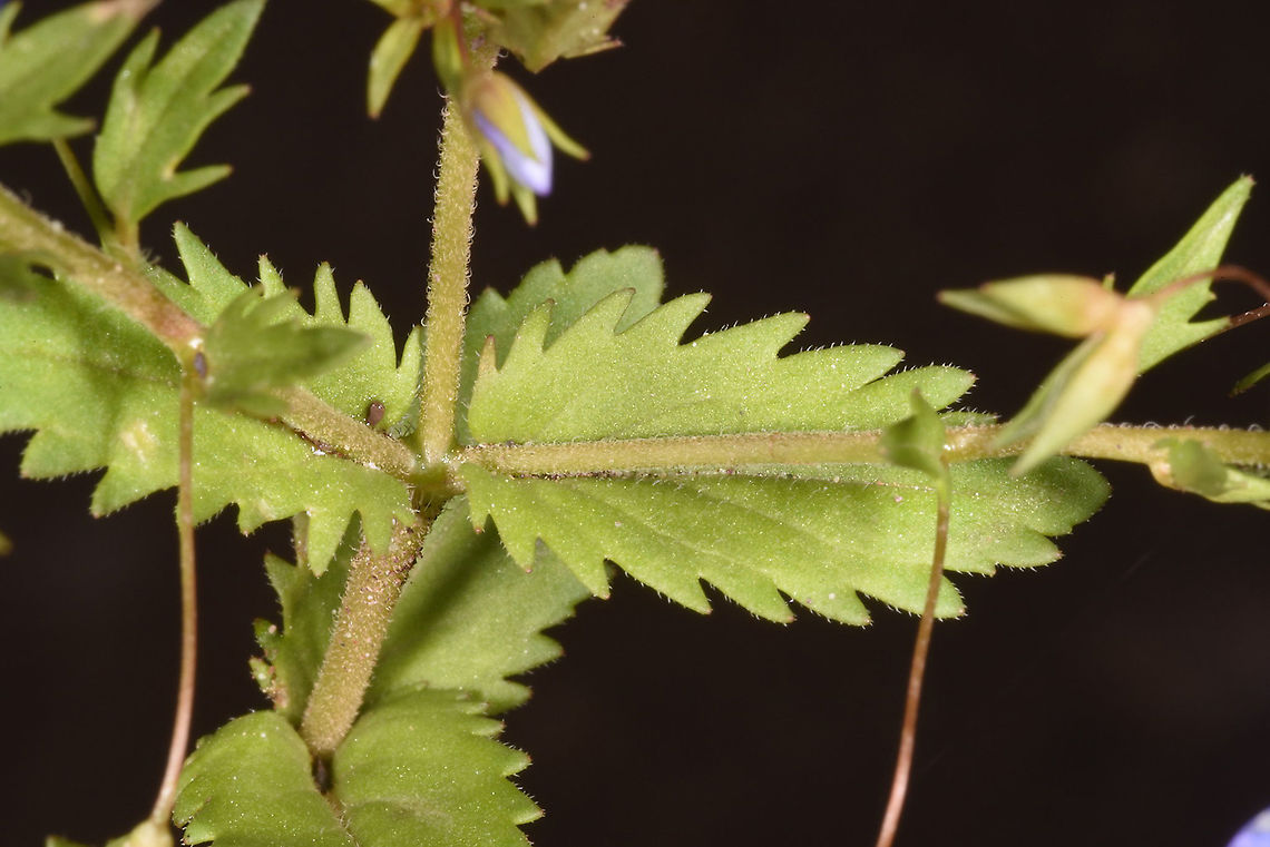 Veronica campylopoda Tajikistan, Karatag Geotagged,Spring,Tajikistan,Veronica campylopoda