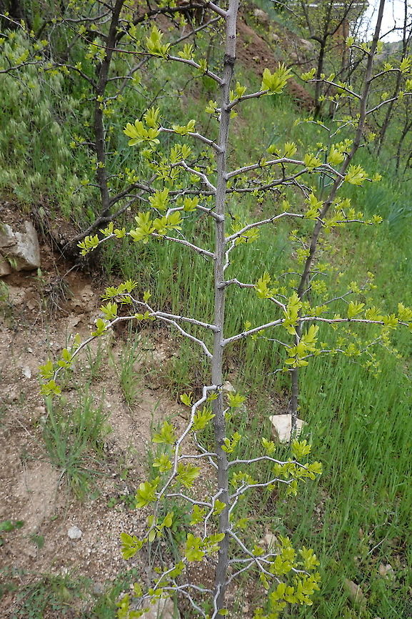 Ziziphus jujuba Tajikiatan, Anzob Pass just north of Dushanbe Geotagged,Jujube,Spring,Tajikistan,Ziziphus jujuba