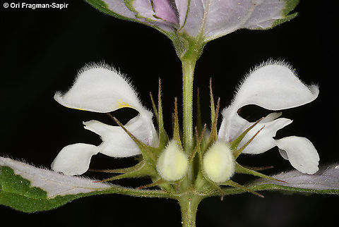 Lamium moschatum  Geotagged,Lamium moschatum,Musk Deadnettle,Winter