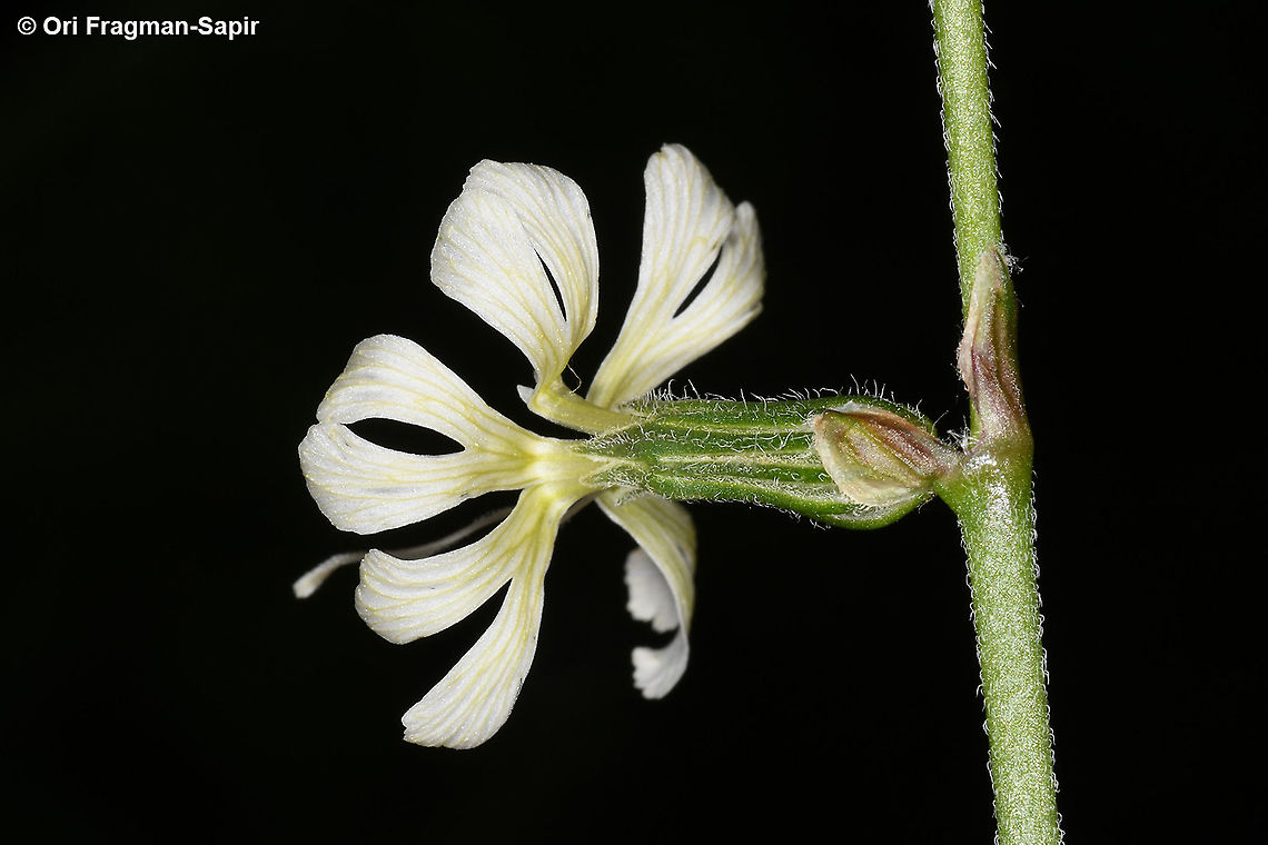Silene dichotoma  Forked catchfly,Geotagged,Silene dichotoma,Winter