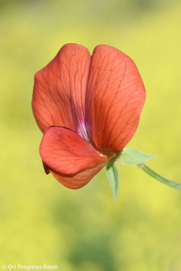 Lathyrus pseudocicera  Geotagged,Lathyrus pseudocicera,Winter
