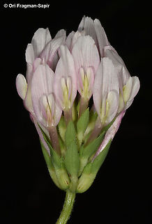 Trifolium clypeatum  Geotagged,Trifolium clypeatum,Winter