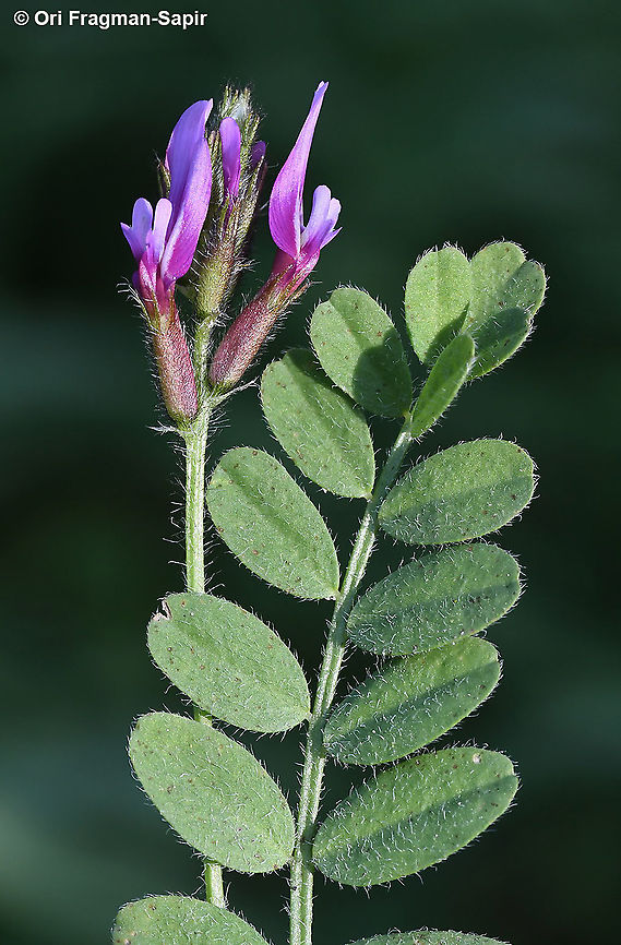 Astragalus callichrous  Astragalus callichrous,Geotagged,Winter