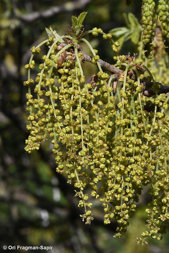 Quercus ithaburensis  Geotagged,Quercus ithaburensis,Valonia Oak,Winter