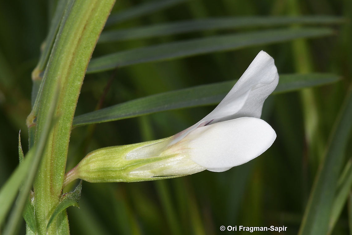 Lathyrus gloeospermus  Geotagged,Lathyrus gloeospermus,Winter