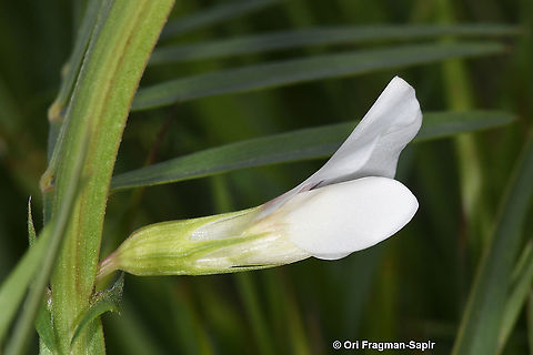 Lathyrus gloeospermus  Geotagged,Lathyrus gloeospermus,Winter