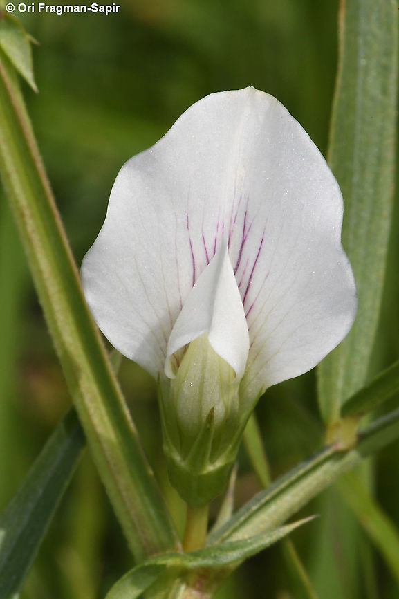 Lathyrus gloeospermus  Geotagged,Lathyrus gloeospermus,Winter