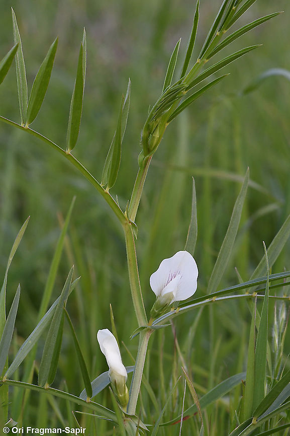 Lathyrus gloeospermus  Geotagged,Lathyrus gloeospermus,Winter