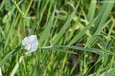 Lathyrus gloeospermus  Geotagged,Lathyrus gloeospermus,Winter