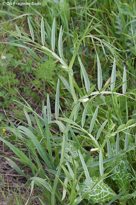 Lathyrus gloeospermus  Geotagged,Lathyrus gloeospermus,Winter