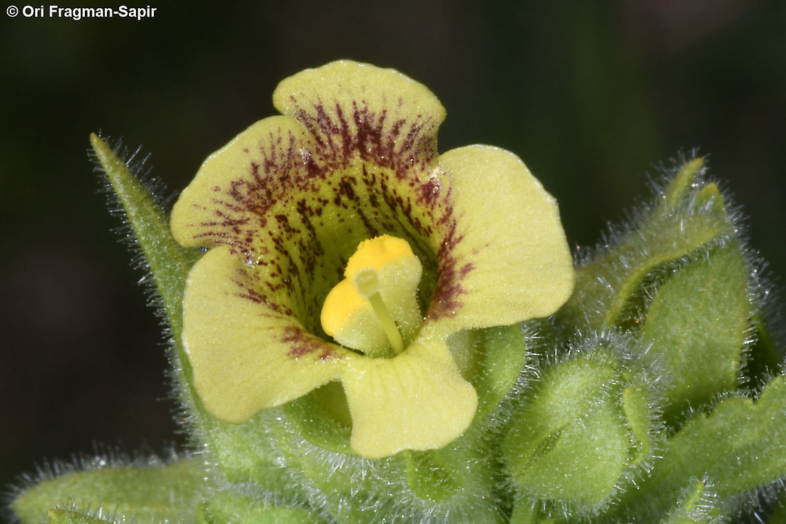 Mosheovia galilaea  Geotagged,Mosheovia galilaea,Winter
