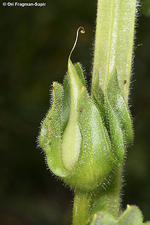 Mosheovia galilaea  Geotagged,Mosheovia galilaea,Winter