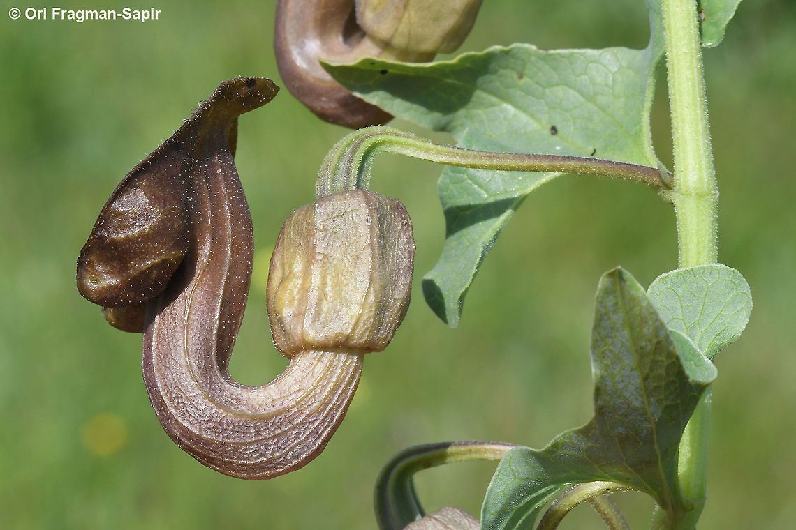 Aristolochia bottae  Aristolochia bottae,Geotagged,Winter