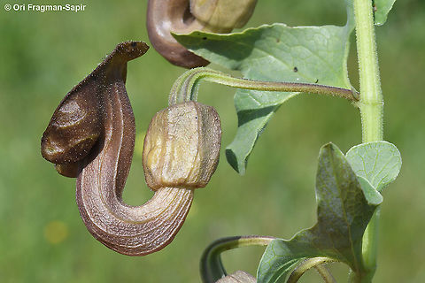 Aristolochia bottae  Aristolochia bottae,Geotagged,Winter