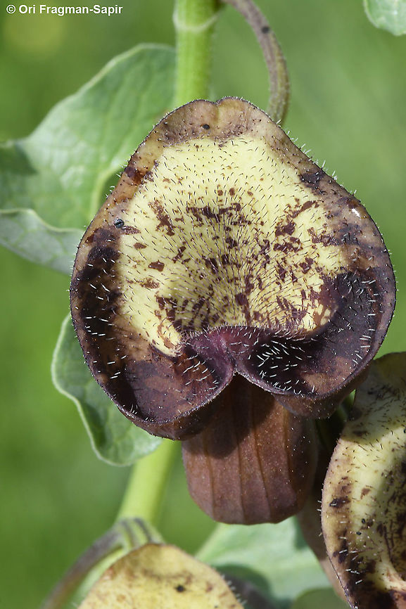 Aristolochia bottae  Aristolochia bottae,Geotagged,Winter