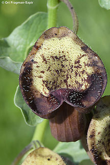 Aristolochia bottae  Aristolochia bottae,Geotagged,Winter