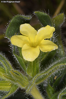 Alkanna galilaea  Alkanna galilaea,Geotagged,Winter