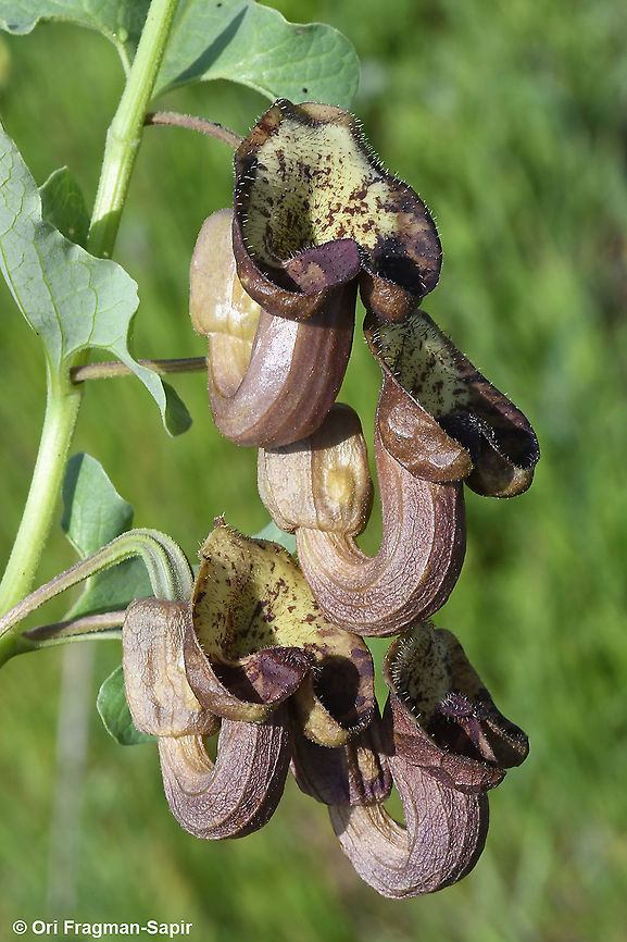 Aristolochia bottae  Aristolochia bottae,Geotagged,Winter
