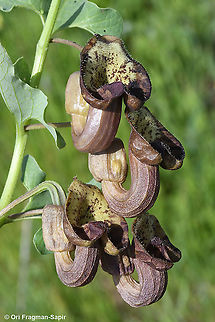 Aristolochia bottae