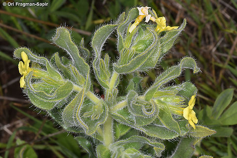 Alkanna galilaea  Alkanna galilaea,Geotagged,Winter